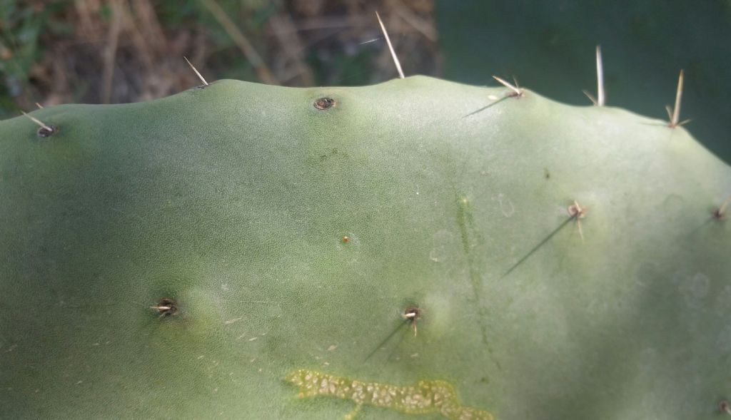 Opuntia ficus indica?